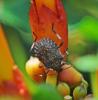Halyomorpha halys